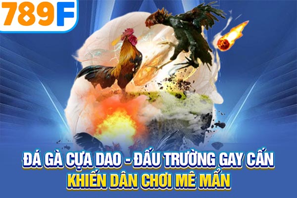 Đá Gà Cựa Dao – Đấu Trường Gay Cấn Khiến Dân Chơi Mê Mẩn