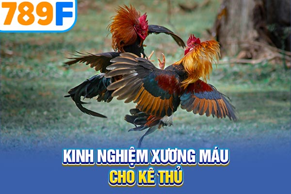 Kinh nghiệm xương máu cho kê thủ Kinh nghiệm xương máu cho kê thủ