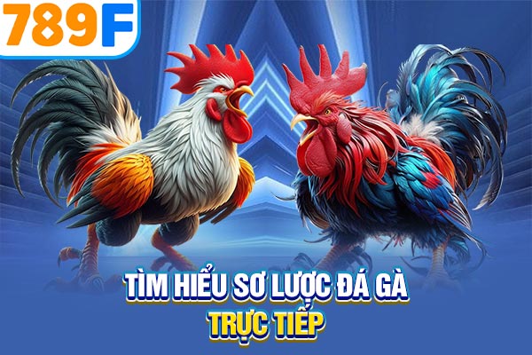 Tìm hiểu sơ lược đá gà trực tiếp Tìm hiểu sơ lược đá gà trực tiếp